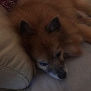 Meet your Posher, Gary